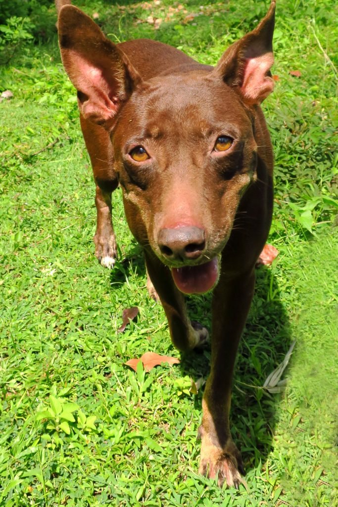 brownie_IMG_9380_72ed