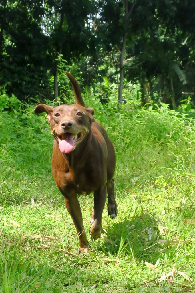 brownie_IMG_9390_72ed