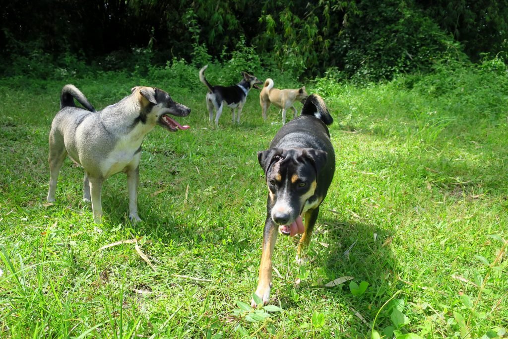 tintin_bella_phoenix_roxy_IMG_9368_72ed