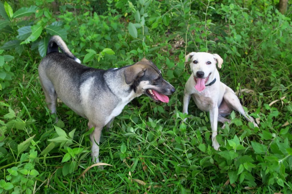 tintin_willow_IMG_9454_72ed