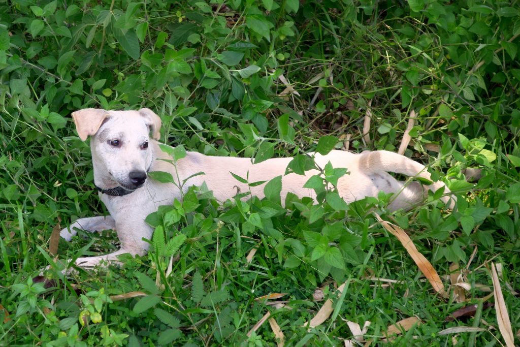 willow_IMG_9426_72ed