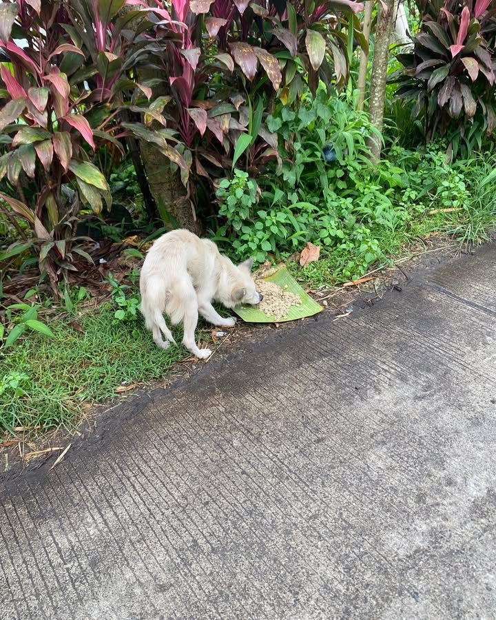 Dumaguete Animal Sanctuary