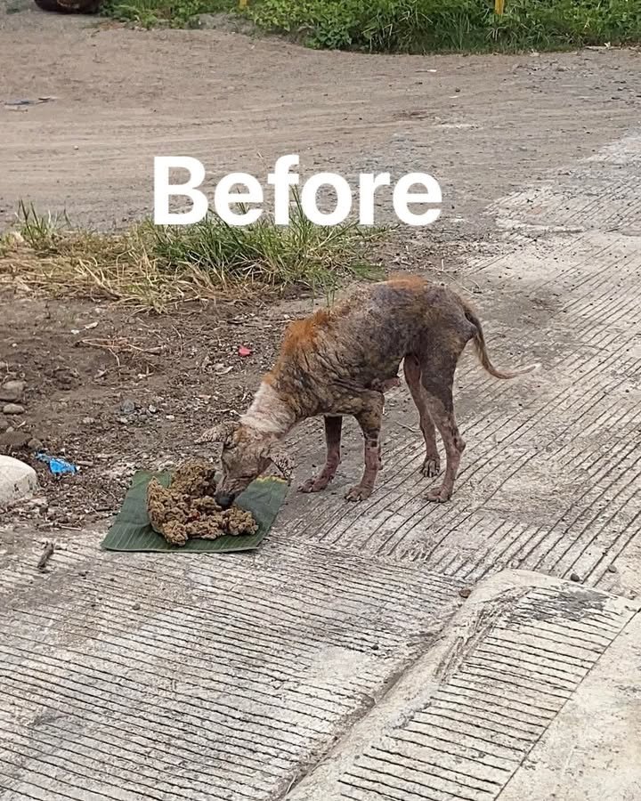 Dumaguete Animal Sanctuary
