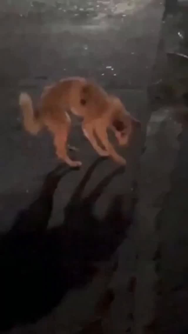 Dumaguete Animal Sanctuary