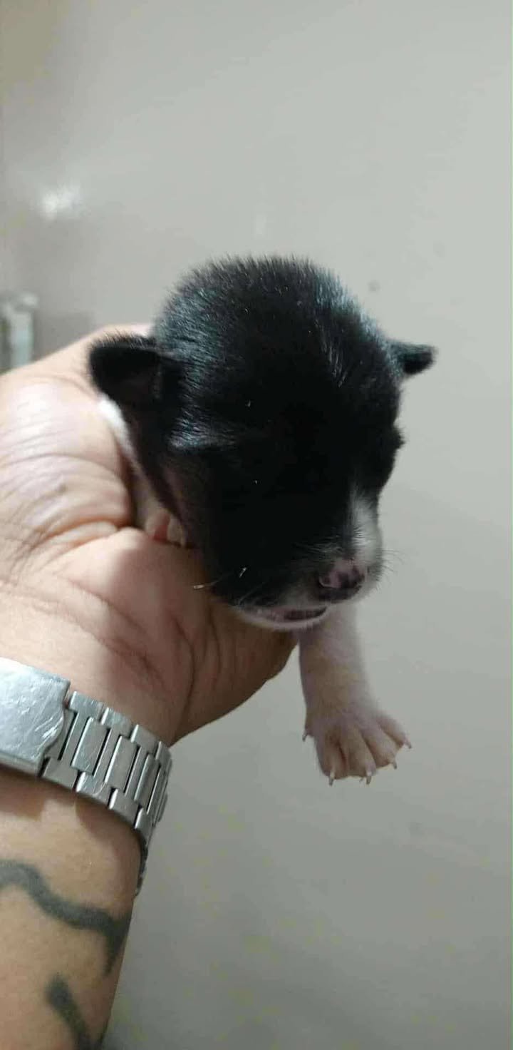 Dumaguete Animal Sanctuary