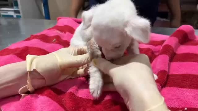 Dumaguete Animal Sanctuary