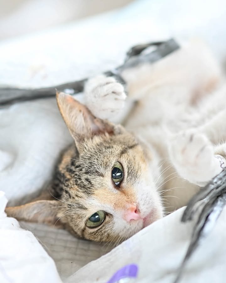 Dumaguete Animal Sanctuary