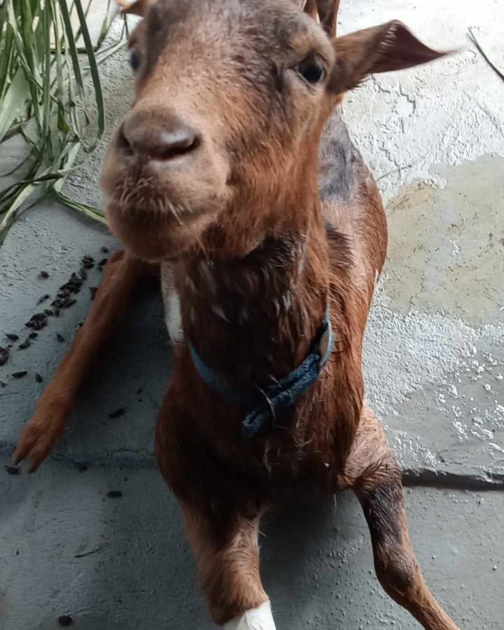 Dumaguete Animal Sanctuary