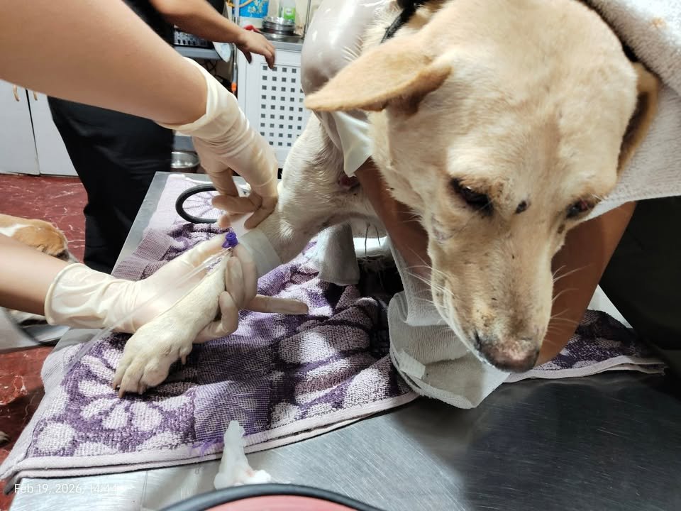 Dumaguete Animal Sanctuary