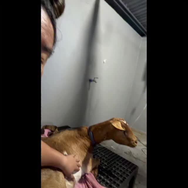 Dumaguete Animal Sanctuary