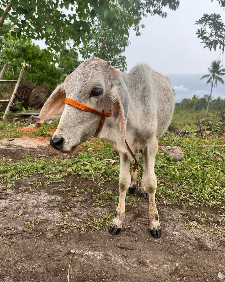 Dumaguete Animal Sanctuary