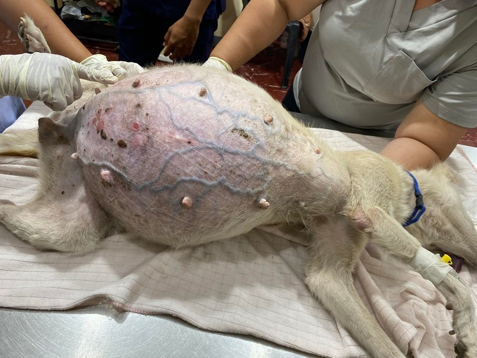 Dumaguete Animal Sanctuary