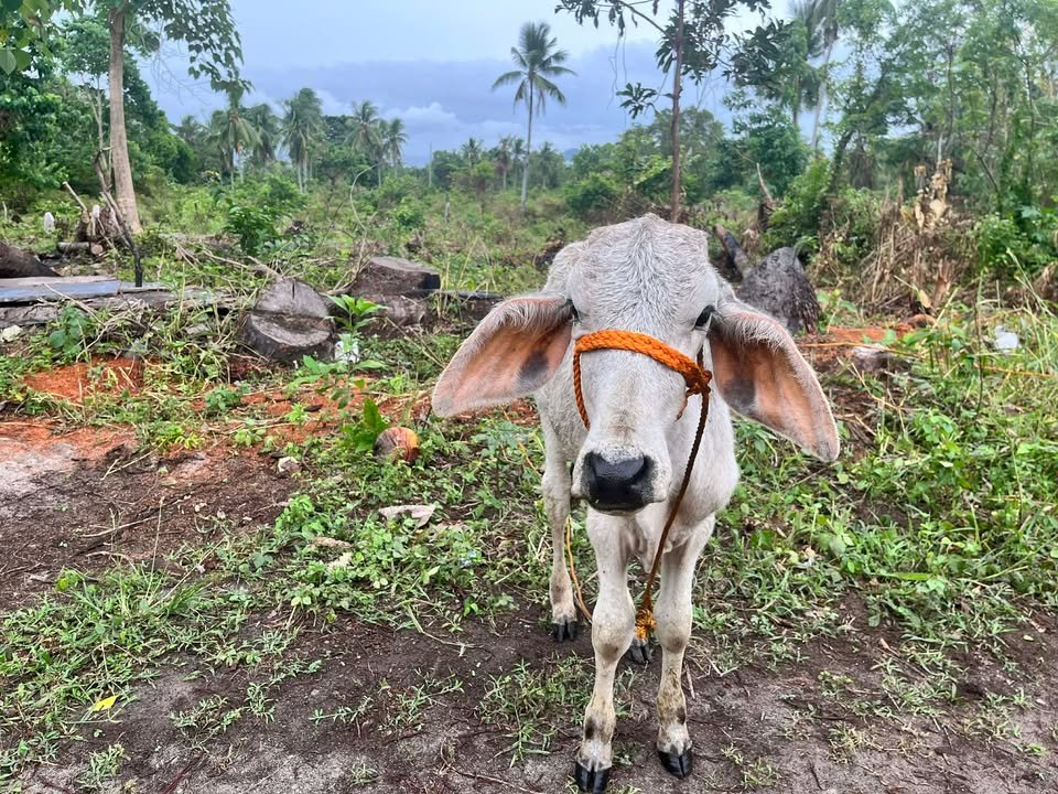 Dumaguete Animal Sanctuary