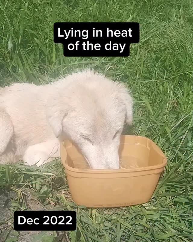 Dumaguete Animal Sanctuary