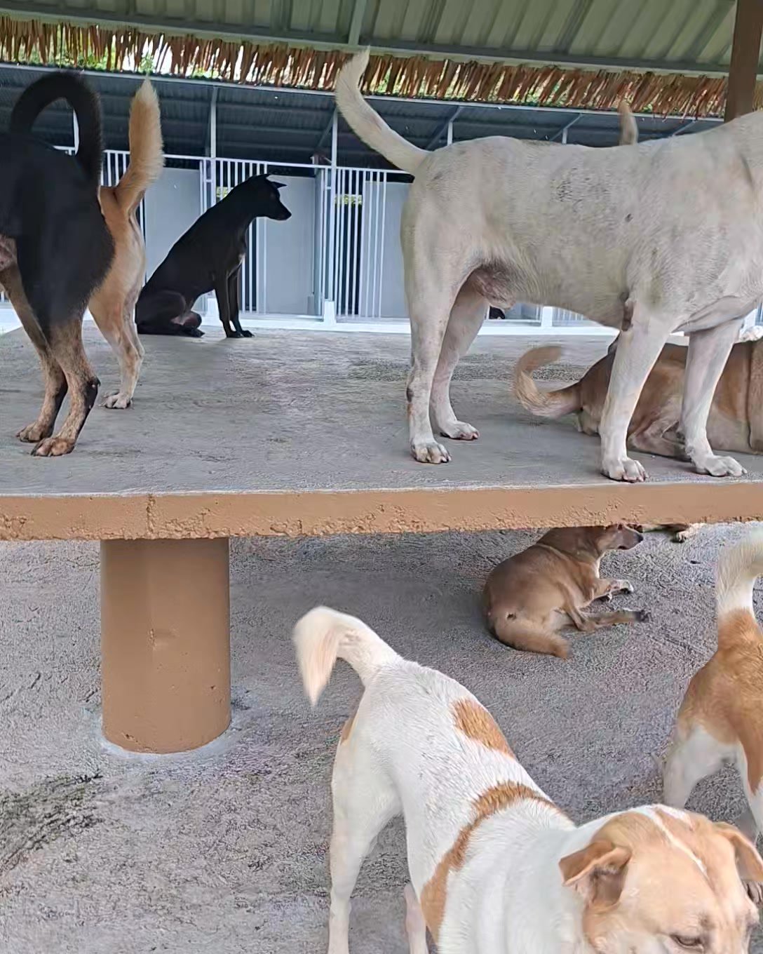 Dumaguete Animal Sanctuary