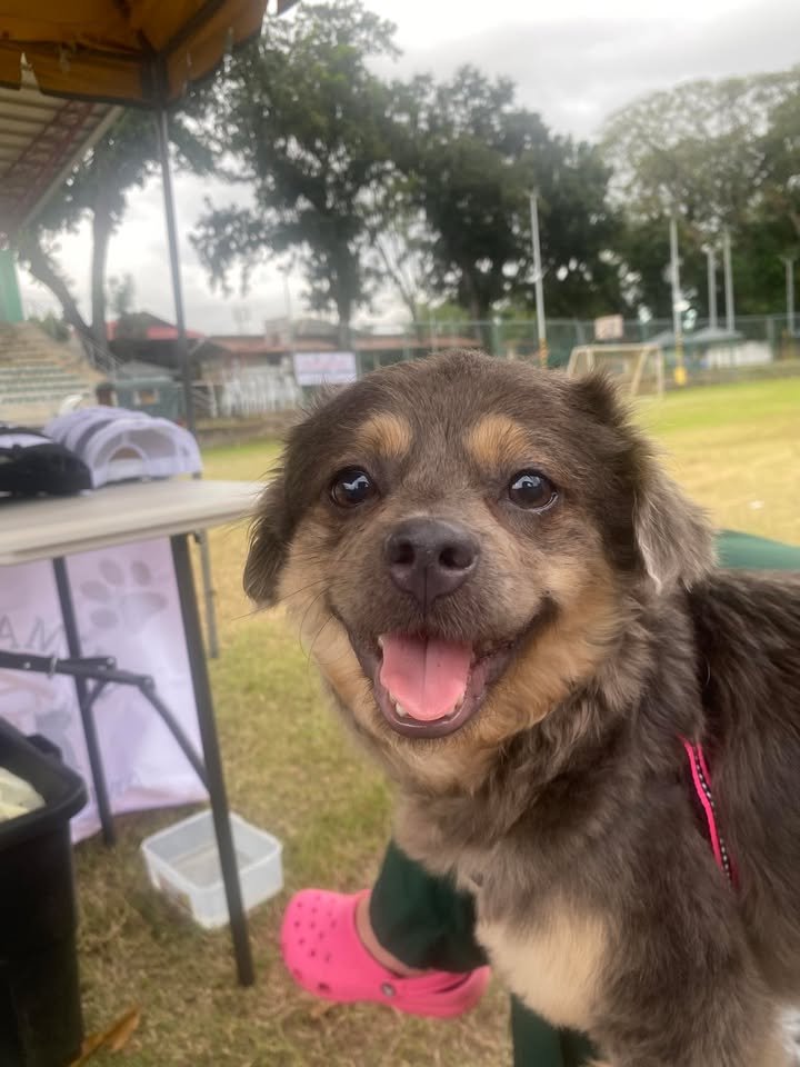 Dumaguete Animal Sanctuary