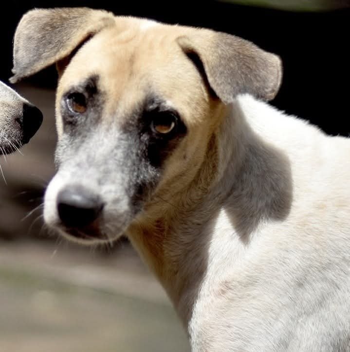 Dumaguete Animal Sanctuary