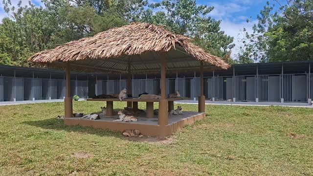 Dumaguete Animal Sanctuary