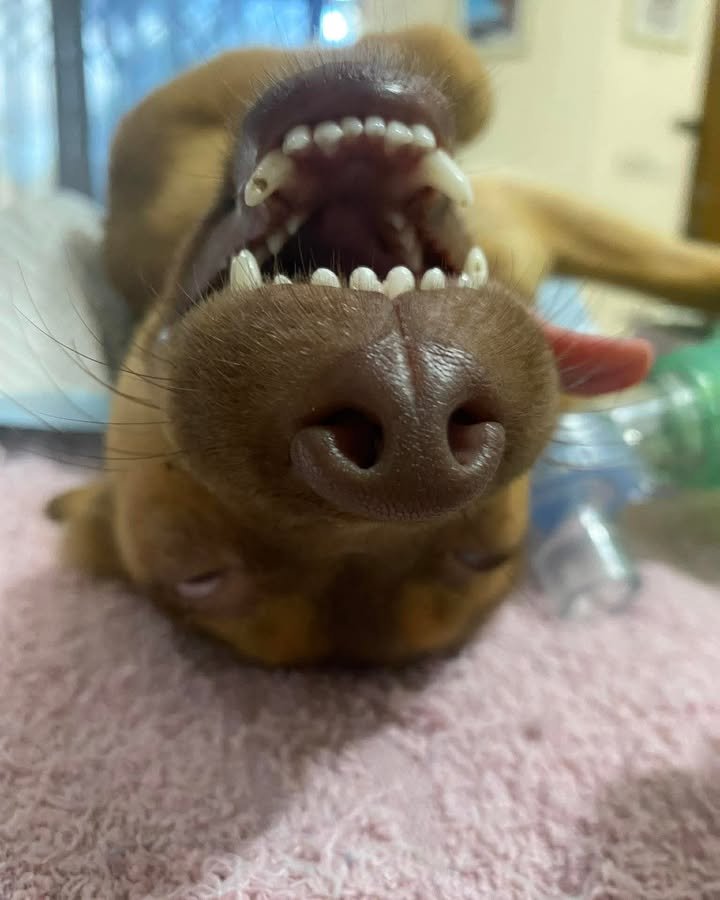 Dumaguete Animal Sanctuary