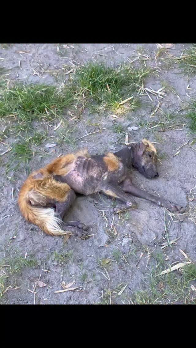 Dumaguete Animal Sanctuary