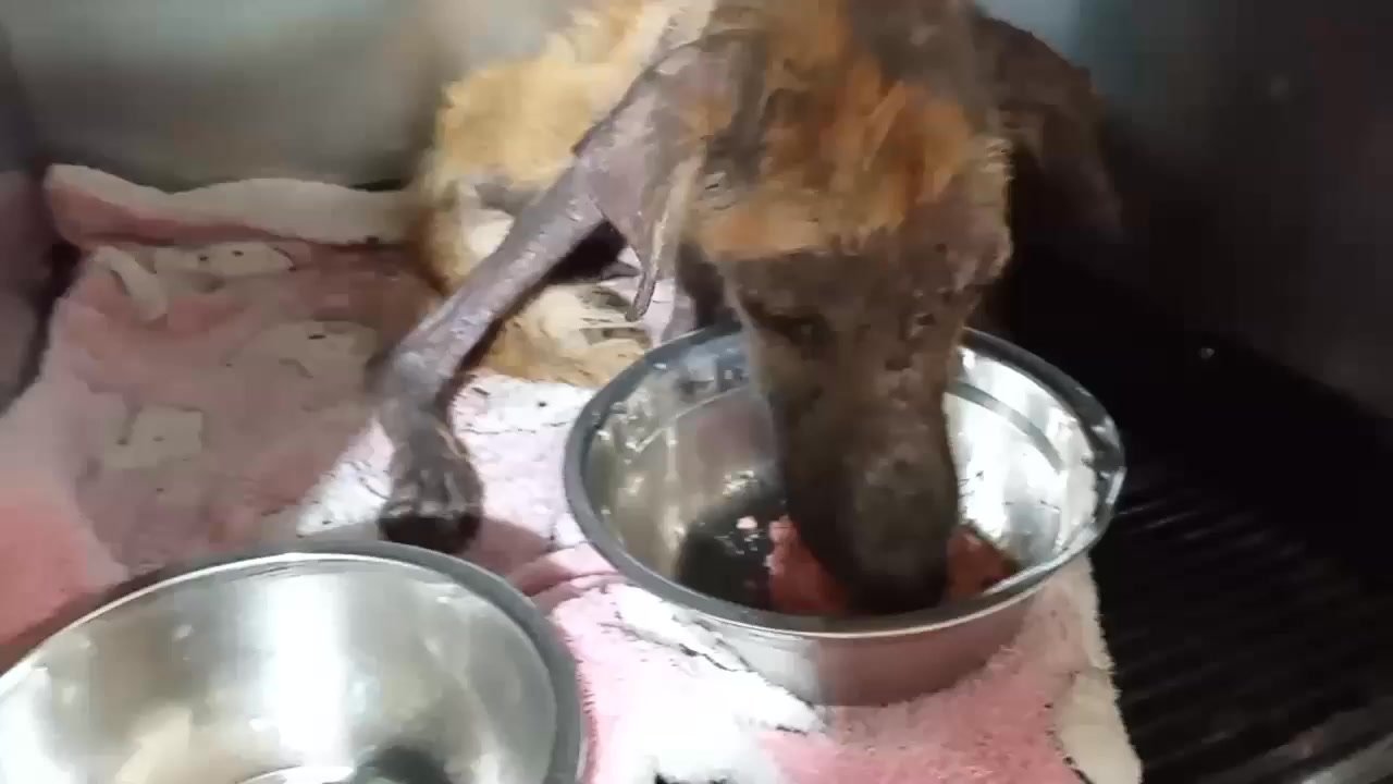 Dumaguete Animal Sanctuary