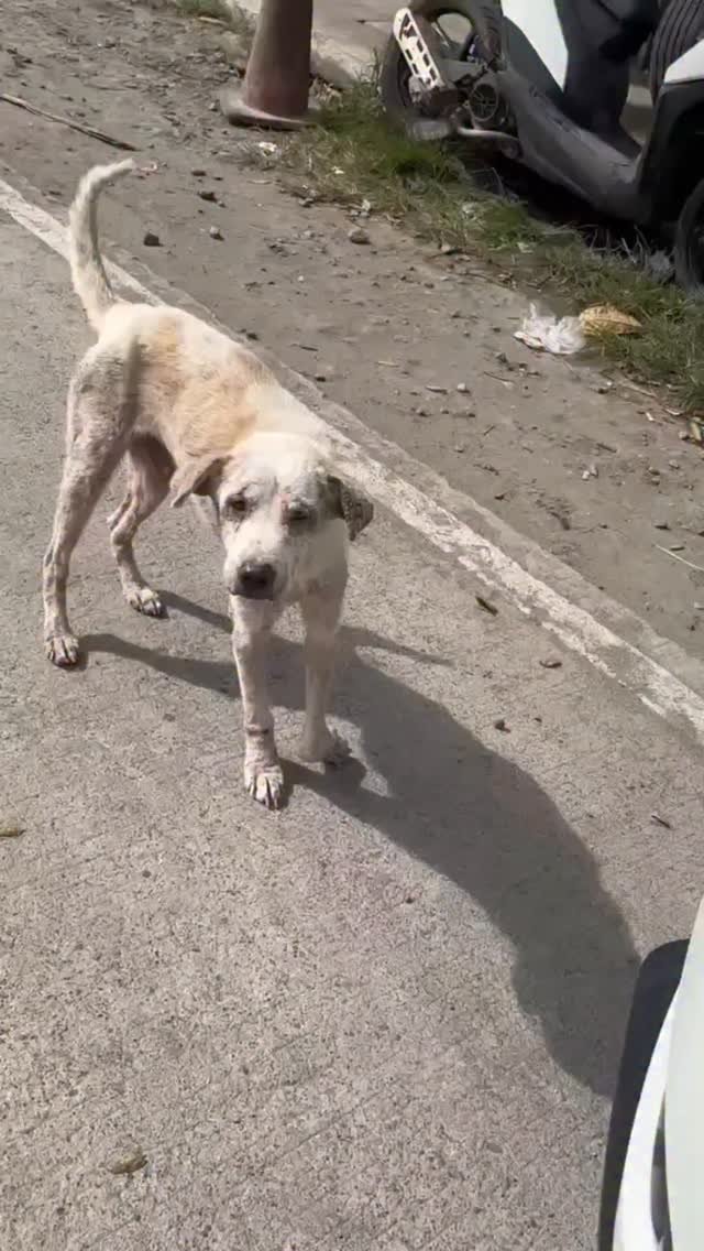 Dumaguete Animal Sanctuary