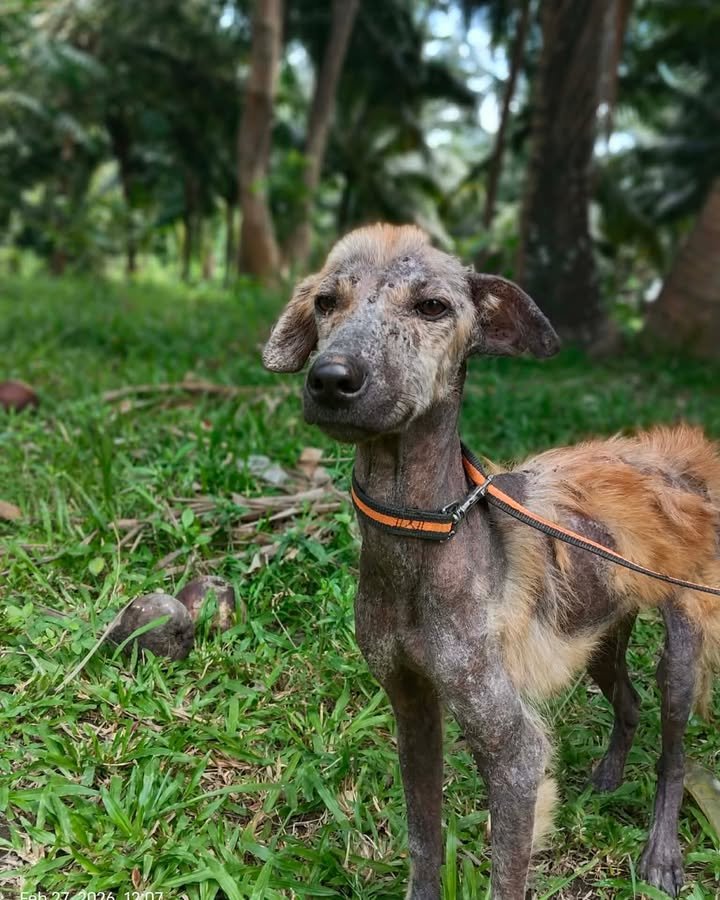 Dumaguete Animal Sanctuary