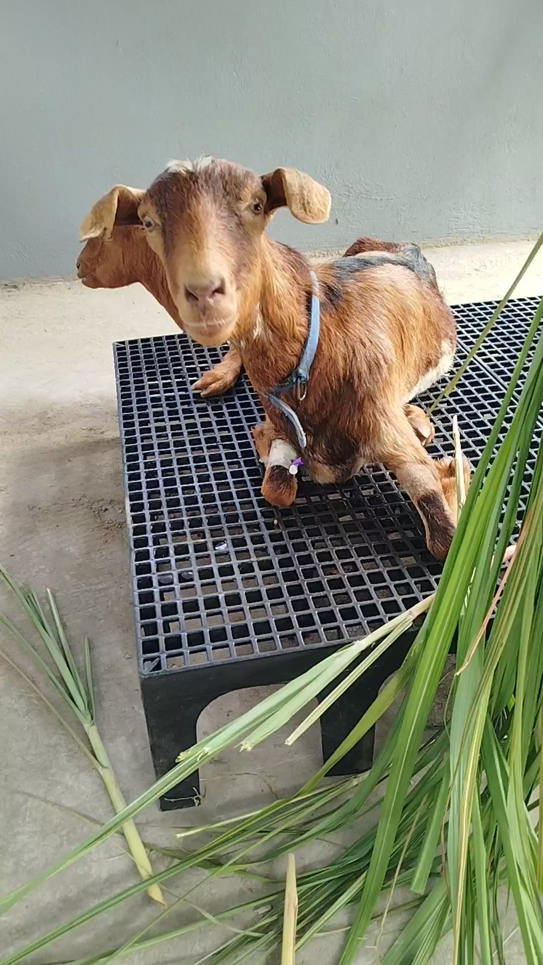 Dumaguete Animal Sanctuary