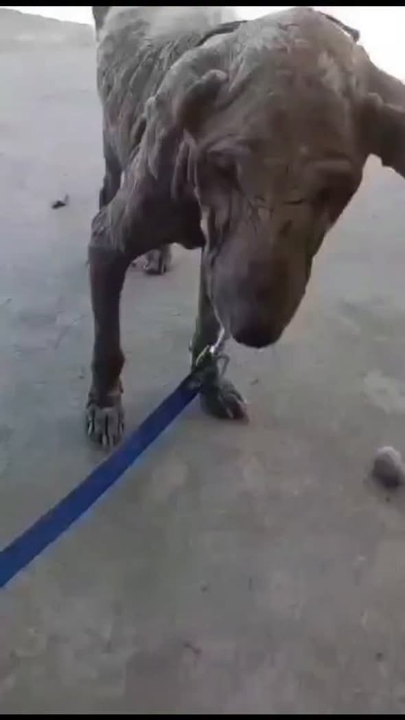 Dumaguete Animal Sanctuary