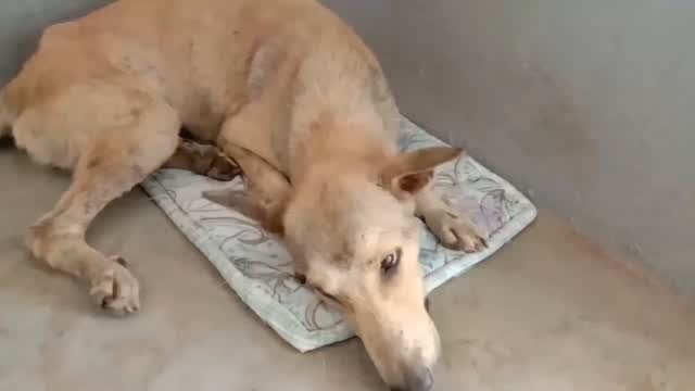 Dumaguete Animal Sanctuary