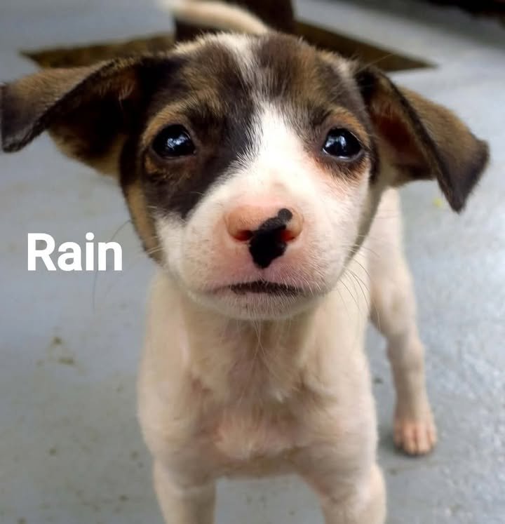 Dumaguete Animal Sanctuary