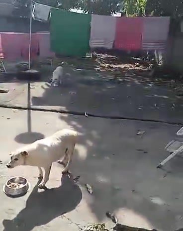 Dumaguete Animal Sanctuary