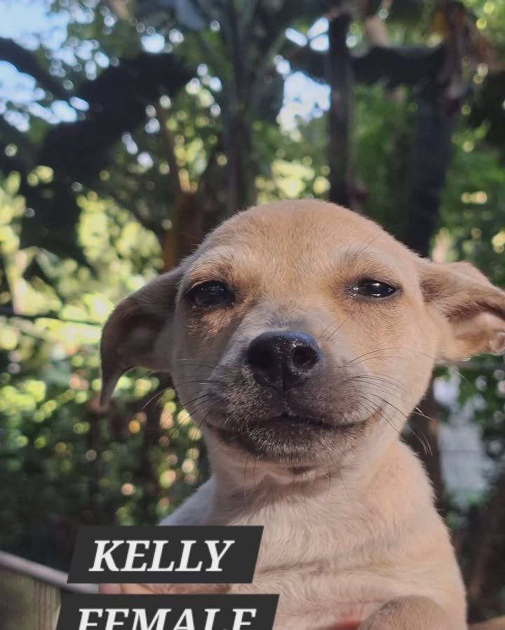 Dumaguete Animal Sanctuary