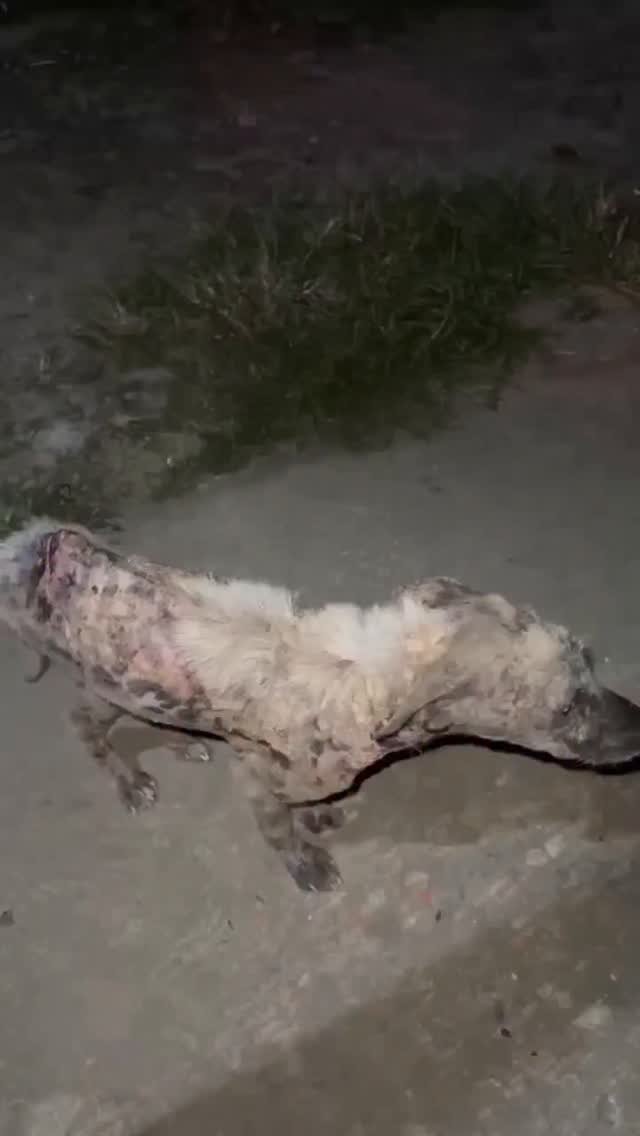 Dumaguete Animal Sanctuary