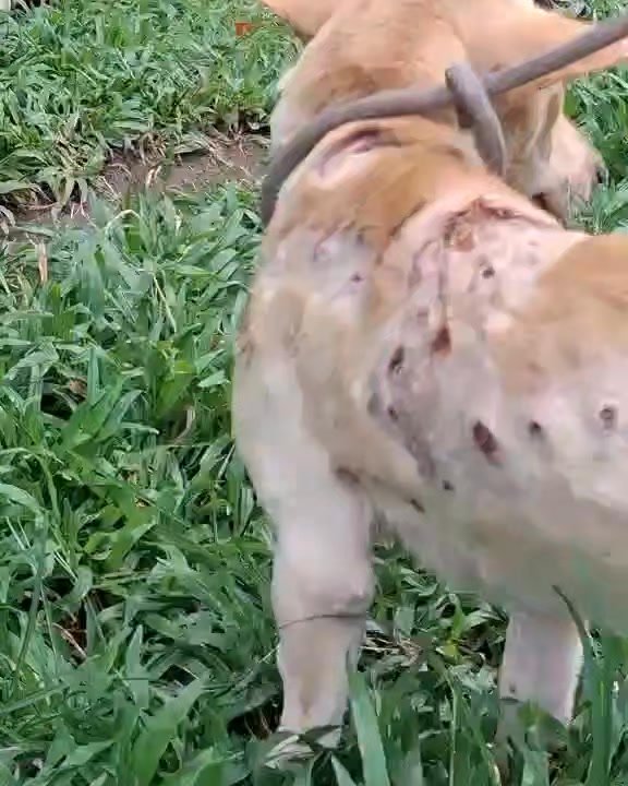 Dumaguete Animal Sanctuary