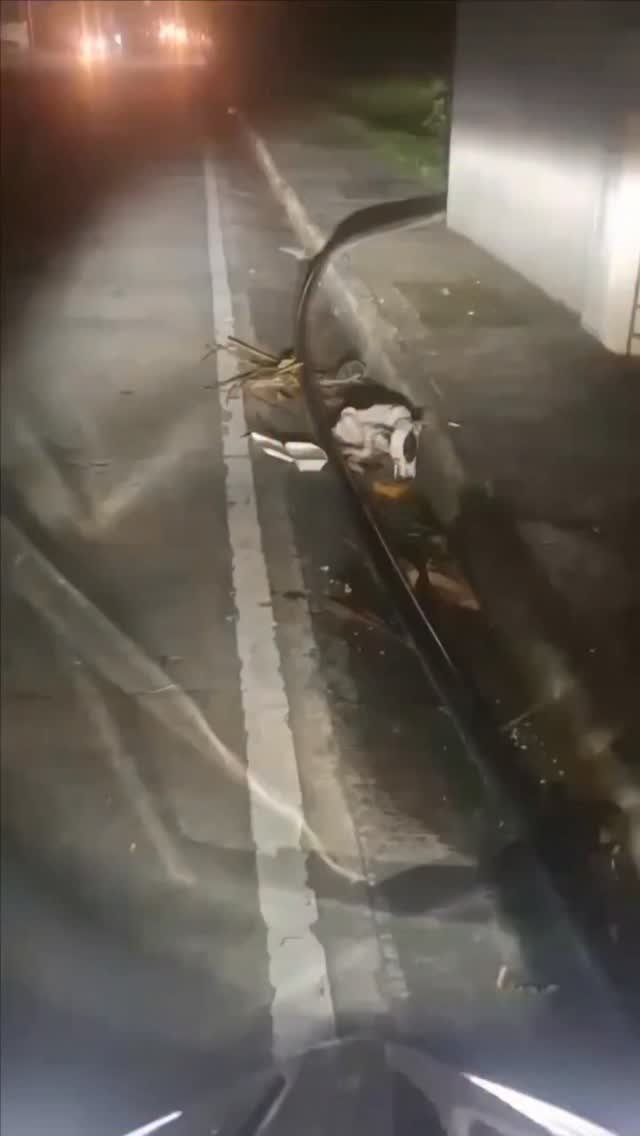 Dumaguete Animal Sanctuary