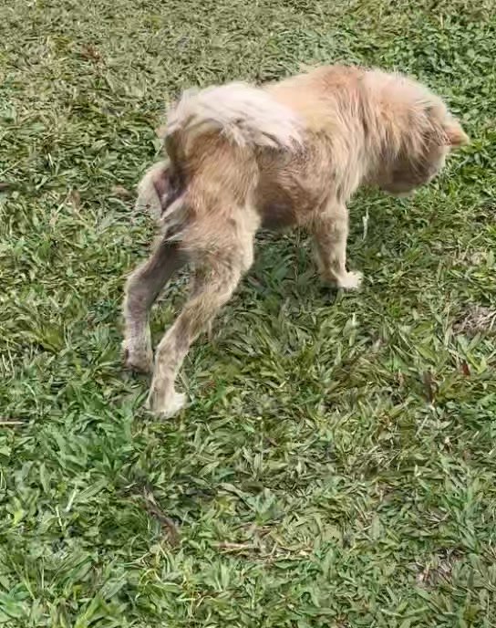 Dumaguete Animal Sanctuary