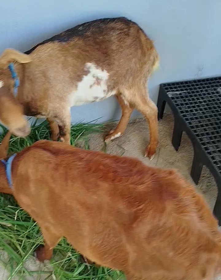 Dumaguete Animal Sanctuary