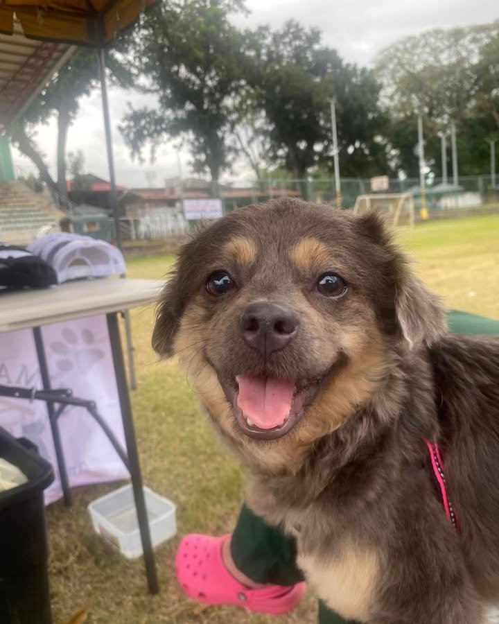 Dumaguete Animal Sanctuary