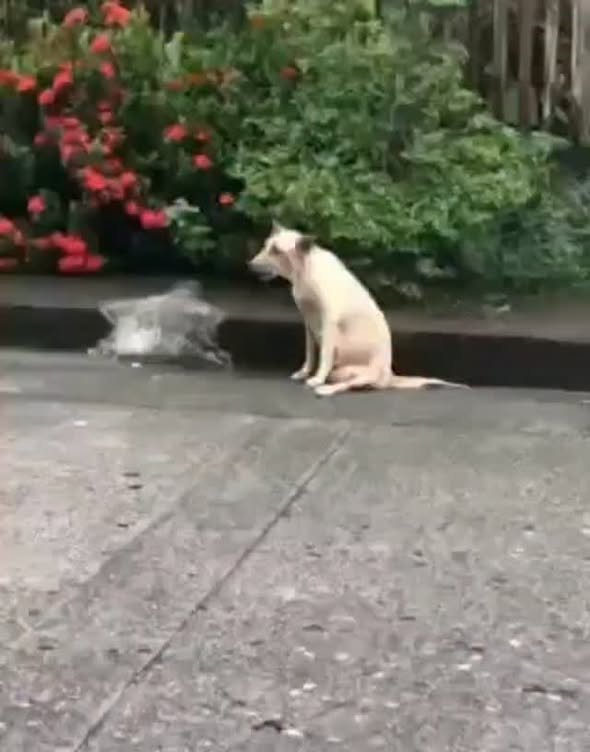 Dumaguete Animal Sanctuary