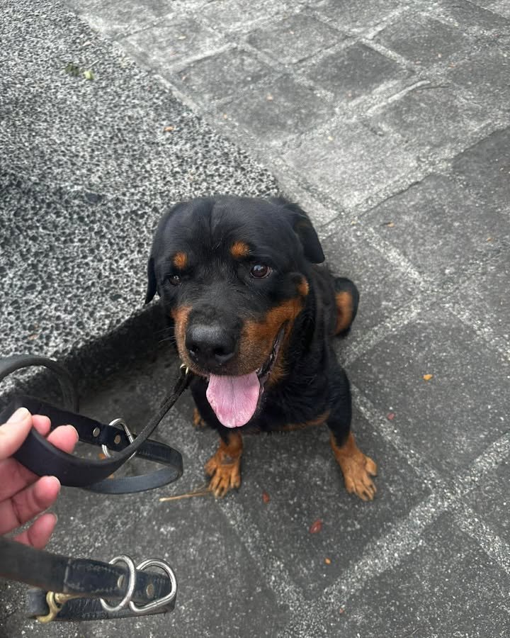 Dumaguete Animal Sanctuary