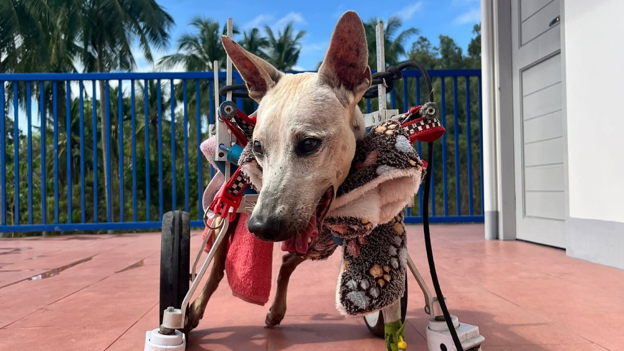 Dumaguete Animal Sanctuary