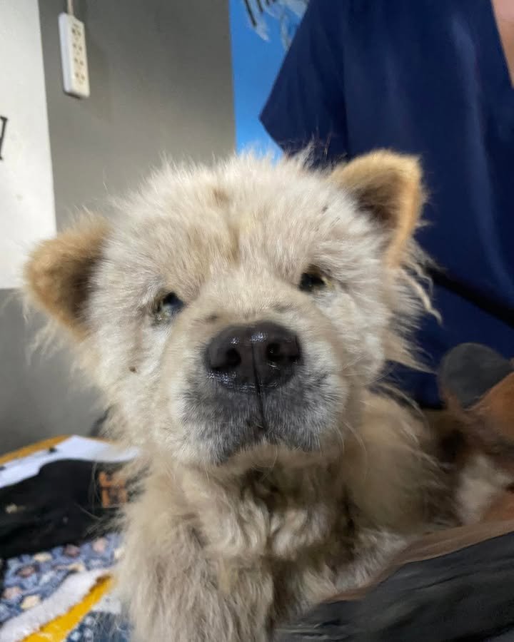 Dumaguete Animal Sanctuary