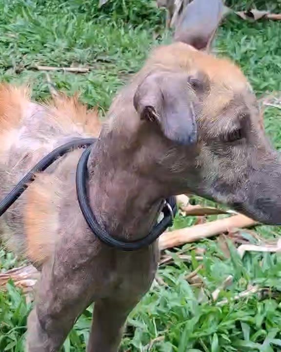 Dumaguete Animal Sanctuary