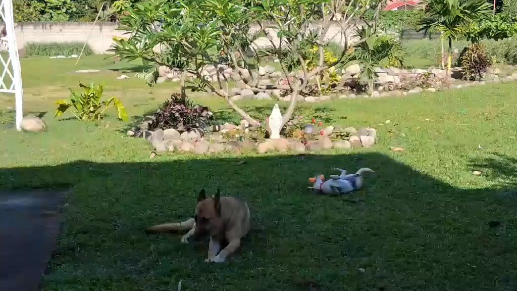 Dumaguete Animal Sanctuary