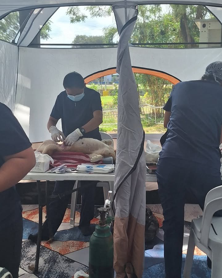 Dumaguete Animal Sanctuary