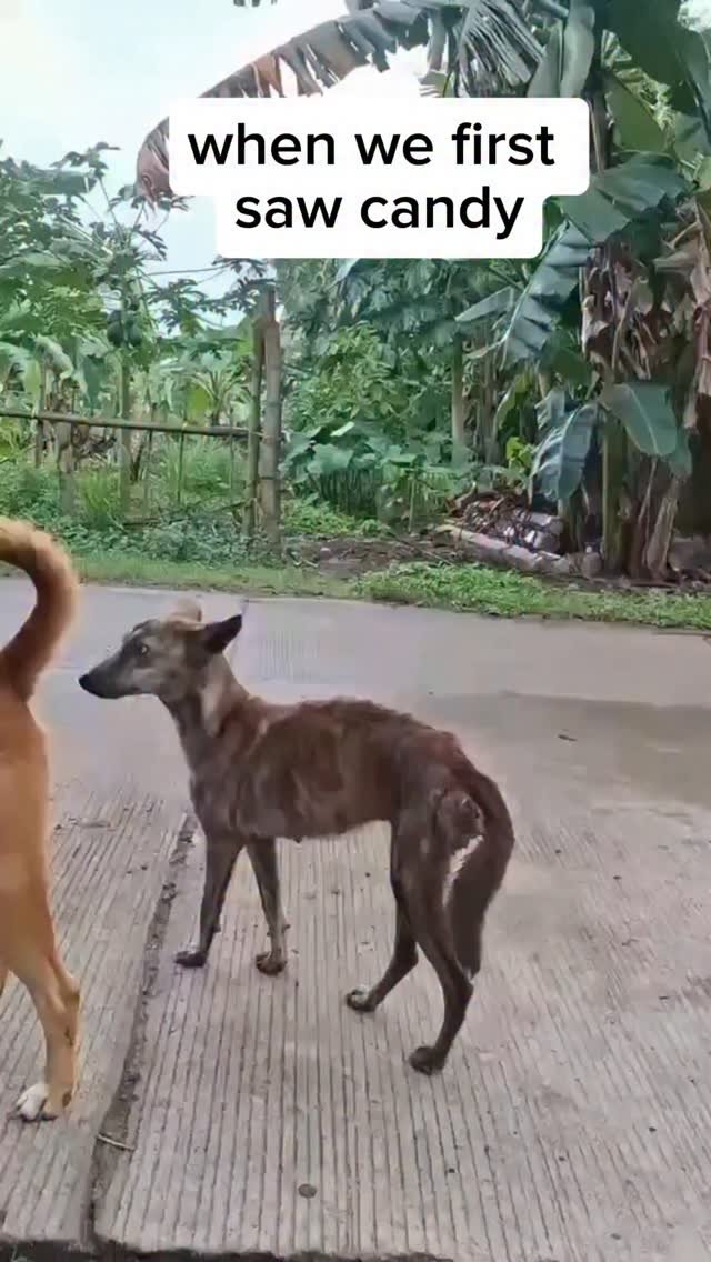 Dumaguete Animal Sanctuary