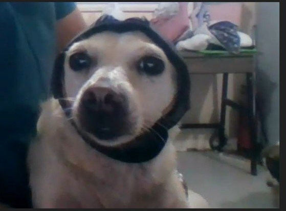 Dumaguete Animal Sanctuary