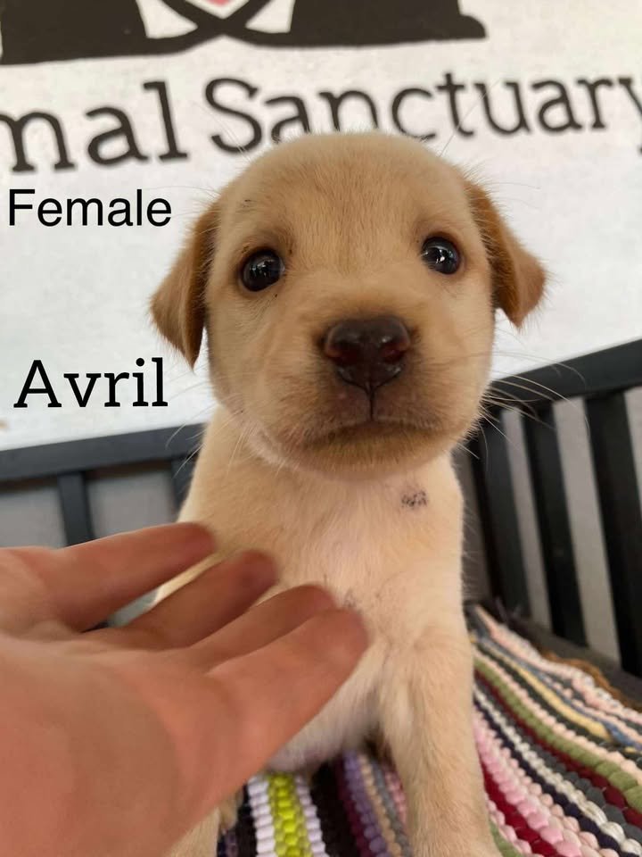 Dumaguete Animal Sanctuary