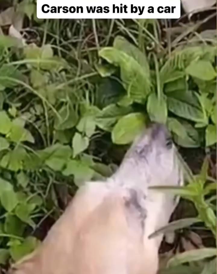 Dumaguete Animal Sanctuary